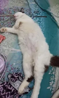 🌟 64bcc0d8 Katze, schlafend, Haustier, Tier, weiße Katze, Hauskatze telegram sticker