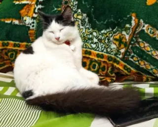 🌟 7af268be Katze, Tier, Haustier, Haustier, süß, schwarz weiß, fell telegram sticker