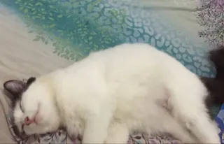 🌟 bf8eb786 Katze, schlafend, Tier, Haustier, Haustier, weisse Katze telegram sticker