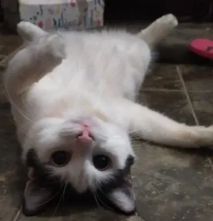 🌟 cdbd4587 Katze, Tier, süß, Kätzchen, Haustier, Katzenartig, Hauskatze telegram sticker