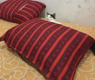 🌟 d8090e9c Katze, Kissen, Bett, Haustier, Tier, Zuhause, Schlafzimmer telegram sticker