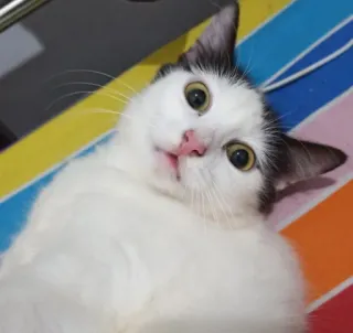 🌟 e1e6f7e7 Katze, süß, Tier, weiße Katze, Haustier, Säugetier telegram sticker
