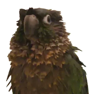 🦜 01da0a20 oiseau, perroquet, animal, vert, conure telegram sticker