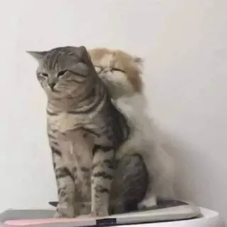 Котики на все случаи от @riaaliy whatsapp stickers