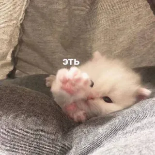 Котики на все случаи от @riaaliy telegram stickers