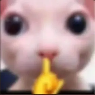 🤫 07046242 gato, dedo corazón, ofensivo, gesto, animal whatsapp sticker