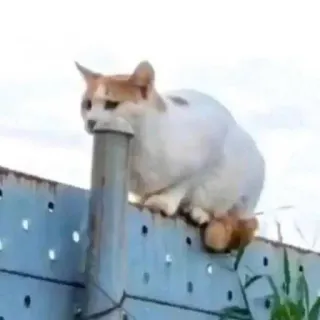 😮 094ef369 gato, animal, valla, meme, lindo whatsapp sticker