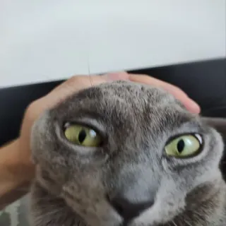 Котики на все случаи от @riaaliy telegram stickers