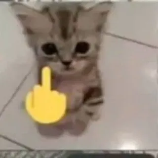🖕 2e9e5420 gatito, dedo corazón, gato, gesto ofensivo, meme whatsapp sticker