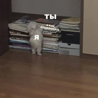 🥰 3561171a Ты
я
а как поцеловать perro, libros, lindo, ruso, mascota, animal whatsapp sticker