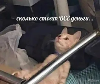 🤔 35c01dae сколько стоят ВСЕ деньги... gato, meme, animal, ruso, dinero, gracioso, mascota whatsapp sticker