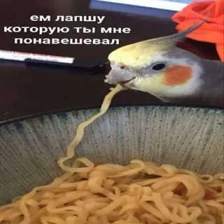 🥰 3d6cfd83 ем лапшу которую ты мне понавешевал pájaro, comiendo, fideos, gracioso, cacatúa ninfa whatsapp sticker