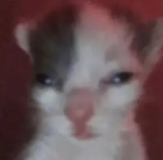 😳 3e8f31ea gato, gatito, animal, mascota, lindo, felino whatsapp sticker