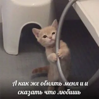 🥺 424f32e5 А как же обнять меня и сказать что любишь gato, gatito, lindo, animal, mascota whatsapp sticker