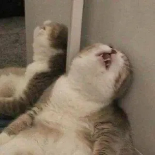 😴 4452fa4e gato, animal, mascota, bostezando, divertido, meme, lindo whatsapp sticker