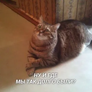🤨 533fc2c8 НУ И ГДЕ МЫ ТАК ДОЛГО БЫЛИ? gato, ruso, pregunta, animal, mascota, animal doméstico whatsapp sticker