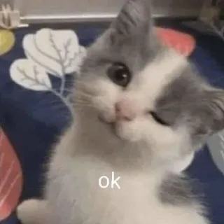 👌 56cedbba ok gato, ok, gatito, animal, lindo whatsapp sticker