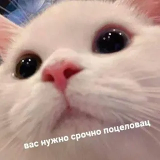 🥰 6ad20fb7 вас нужно срочно поцеловац gato, lindo, animal, mascota, gracioso, meme, beso whatsapp sticker