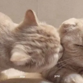 😘 72ce1852 me you gatos, amor, cariño, animales, relación whatsapp sticker