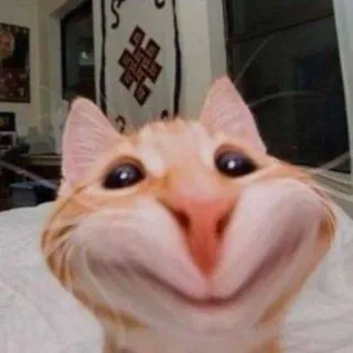 🥰 735029e7 gato, lindo, gracioso, animal, meme whatsapp sticker