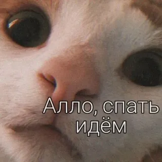 😴 94fe40ee Алло, спать идём gato, durmiendo, ruso, divertido, animal, meme whatsapp sticker