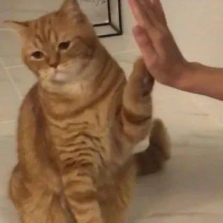 Котики на все случаи от @riaaliy telegram stickers