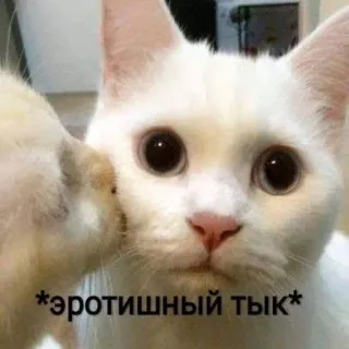 🔞 a15480b1 *эротишный тык* gato, lindo, animal, ruso whatsapp sticker