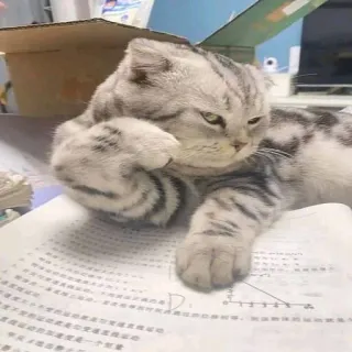 😏 acfe872b gato, animal, mascota, felino, gato doméstico, scottish fold whatsapp sticker