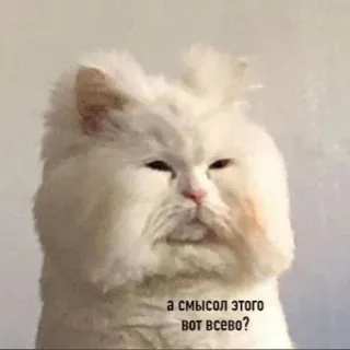 🧐 c83a368a а смысл этого вот всего? gato, gracioso, meme, ruso, gato blanco whatsapp sticker