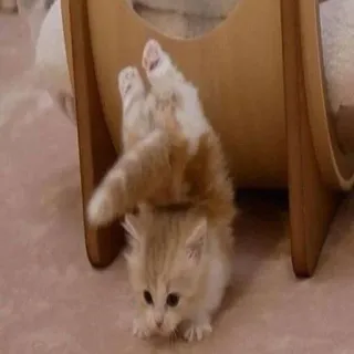 🤪 df581f0d gatito, gato, lindo, animal, mascota, divertido whatsapp sticker