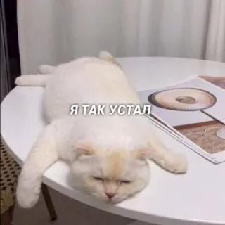 😴 e1a5dd58 Я ТАК УСТАЛ gato, cansado, agotado, ruso, perezoso, divertido, meme whatsapp sticker