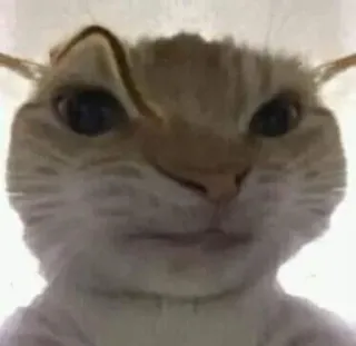 🤥 e23e632b gato, gracioso, meme, animal, mascota, retrato whatsapp sticker