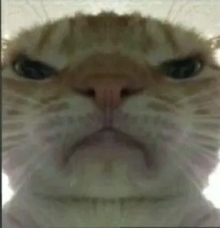 😡 e2c78434 gato, enojado, divertido, meme, animal, mascota, naranja whatsapp sticker