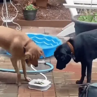 🤩 43605341 psy, szczeniaki, zwierzęta, zwierzaki, zabawa, na dworze, woda telegram sticker