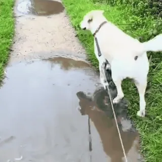 🤩 477df885 pies, kałuża, biały pies, spacer, trawa, na dworze telegram sticker