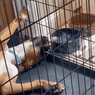 🤩 728ce353 pies, zwierzę, zwierzę domowe, klatka, śmieszne telegram sticker