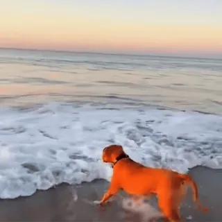 Милые животные @stickroom telegram stickers