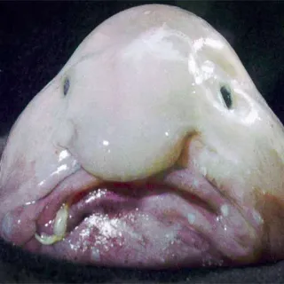 mimimianimals telegram stickers