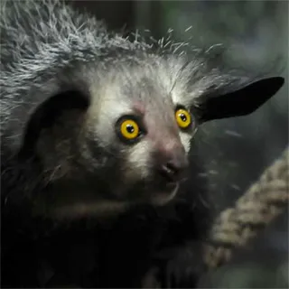 mimimianimals telegram stickers