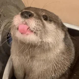 😛 041adf31 수달, 동물, 귀여운, 혀, 포유류 telegram sticker