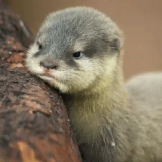 🥺 0e4684a4 수달, 동물, 귀여운, 야생 동물, 포유류, 자연 telegram sticker