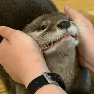 😫 11899f7e 수달, 동물, 귀여운, 포유류, 애완동물, 야생 동물, 털복숭이, 애정 telegram sticker