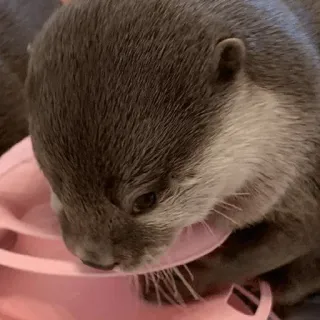 😖 153d2354 수달, 동물, 포유류, 귀여운, 야생 동물, 분홍색, 해달, 강 수달 telegram sticker
