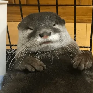 😓 1a50fc9a 수달, 동물, 포유류, 귀여운, 야생 동물, 털복숭이 telegram sticker