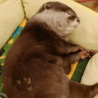 😴 204f4105 수달, 자는, 동물, 귀여운, 포유류, 휴식, 낮잠, 야생 동물 telegram sticker