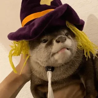 😇 22133a12 수달, 마녀, 할로윈, 동물, 코스튬, 귀여운 telegram sticker