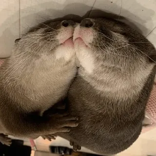 😍 3eacdb79 수달, 동물, 귀여운, 포유류, 야생 동물, 자연 telegram sticker