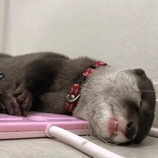 😵 526a5375 수달, 자는, 동물, 귀여운, 애완동물, 포유류 telegram sticker