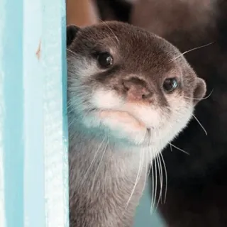 😣 7cbf5d2c 수달, 동물, 귀여운, 야생 동물, 포유류, 털 telegram sticker