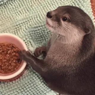 😝 7d458322 수달, 동물, 귀여운, 애완동물, 야생 동물, 포유류 telegram sticker